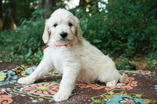 F2B Mini Goldendoodle Puppies for Sale – Top 7 Breeders!