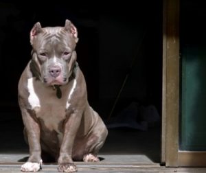 Pitbull Breeders in New York