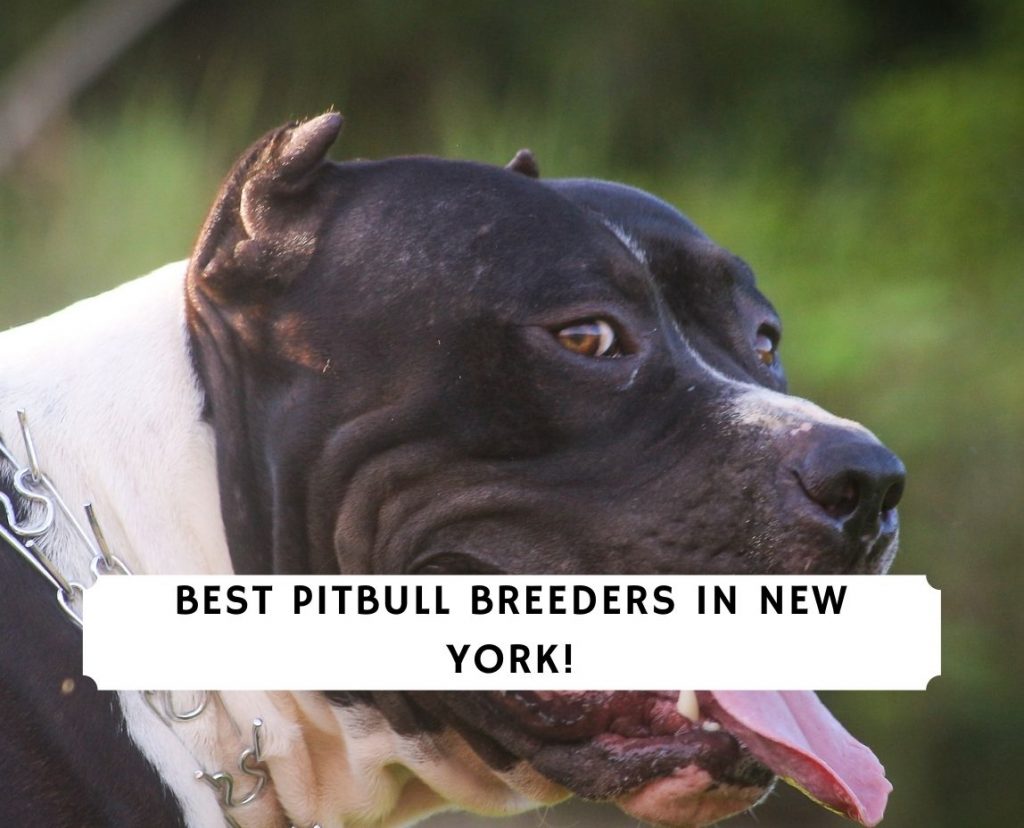 Pitbull Breeders in New York NY