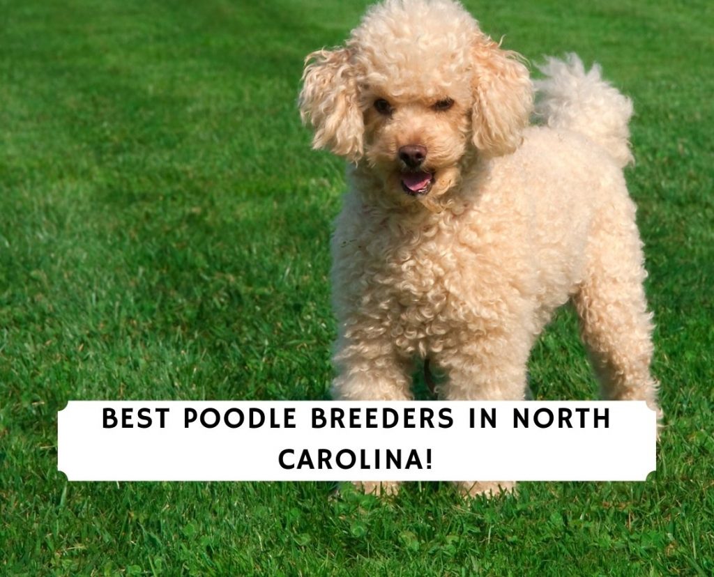 Poodle Breeders in North Carolina