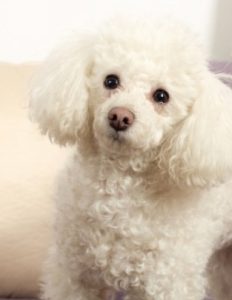 Poodle Puppies For Sale In North Carolina