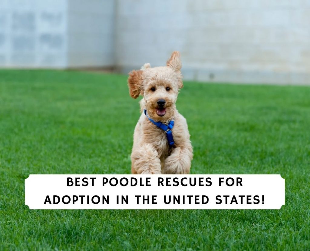 retired toy poodle for adoption