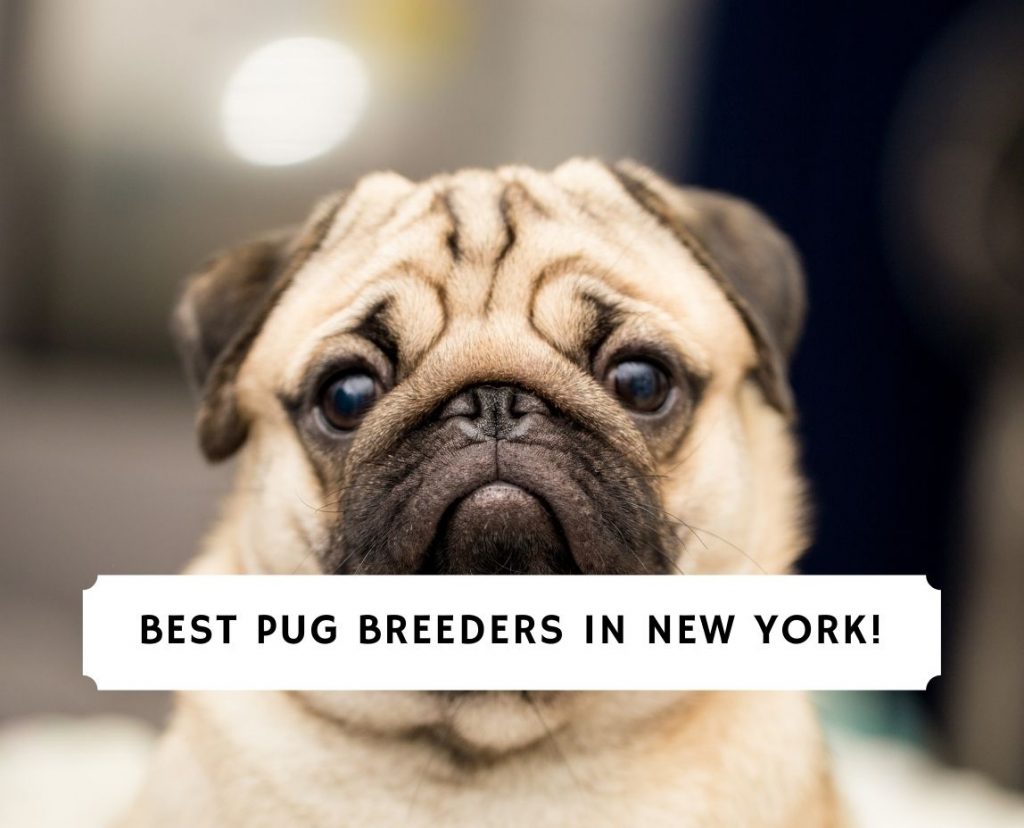 Pug Breeders in New York