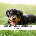 Rottweiler Breeders in Florida