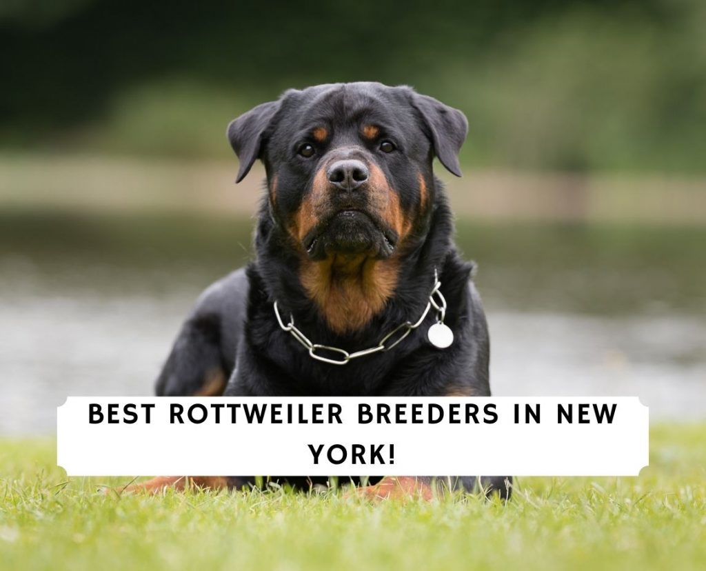 7 Best Rottweiler Breeders in New York! (2023) - We Love Doodles