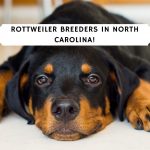 Rottweiler Breeders in North Carolina