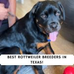 Rottweiler Breeders in Texas