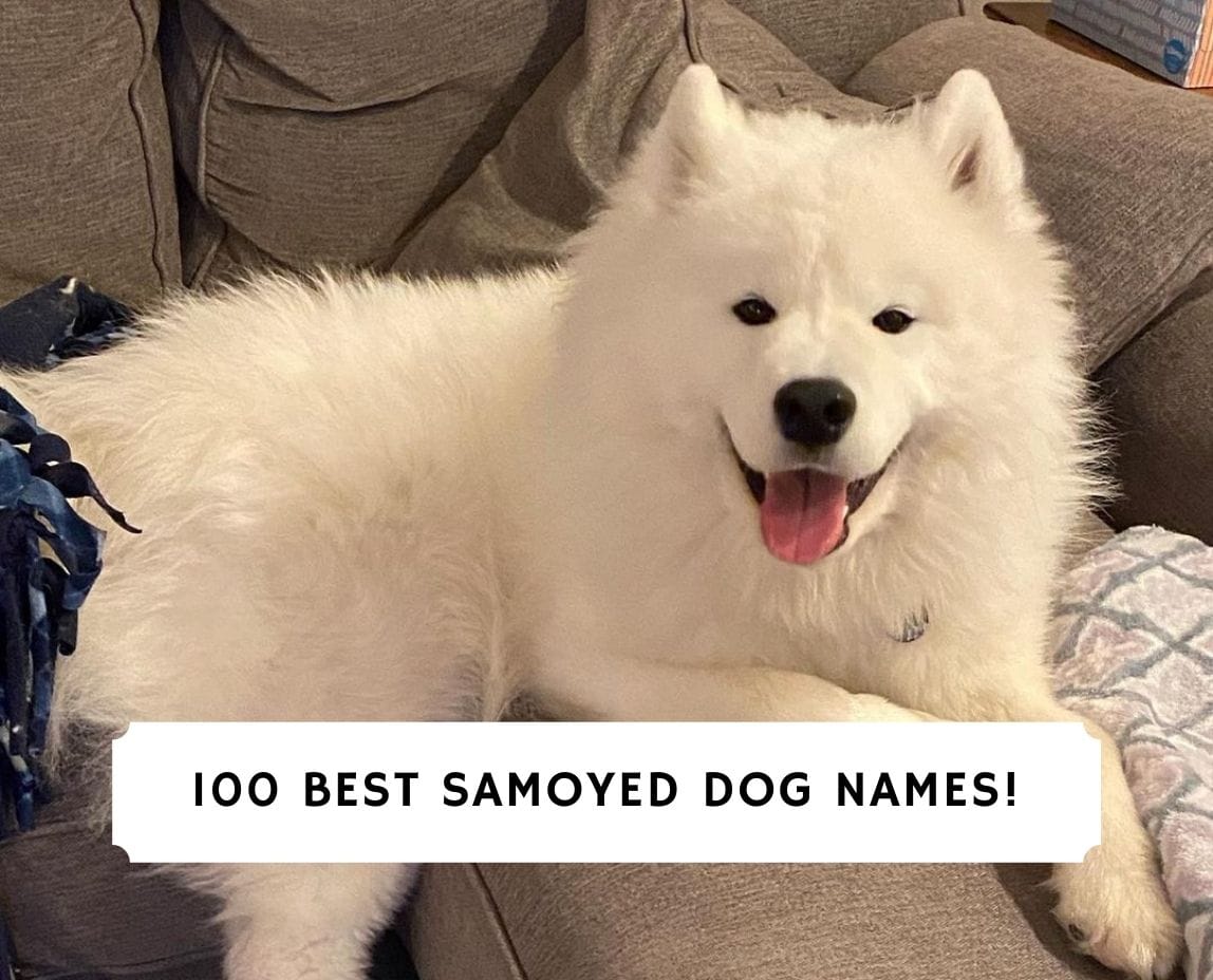 Samoyed dog hot sale names