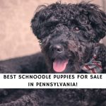 Schnoodle Puppies For Sale in Pennsylvania