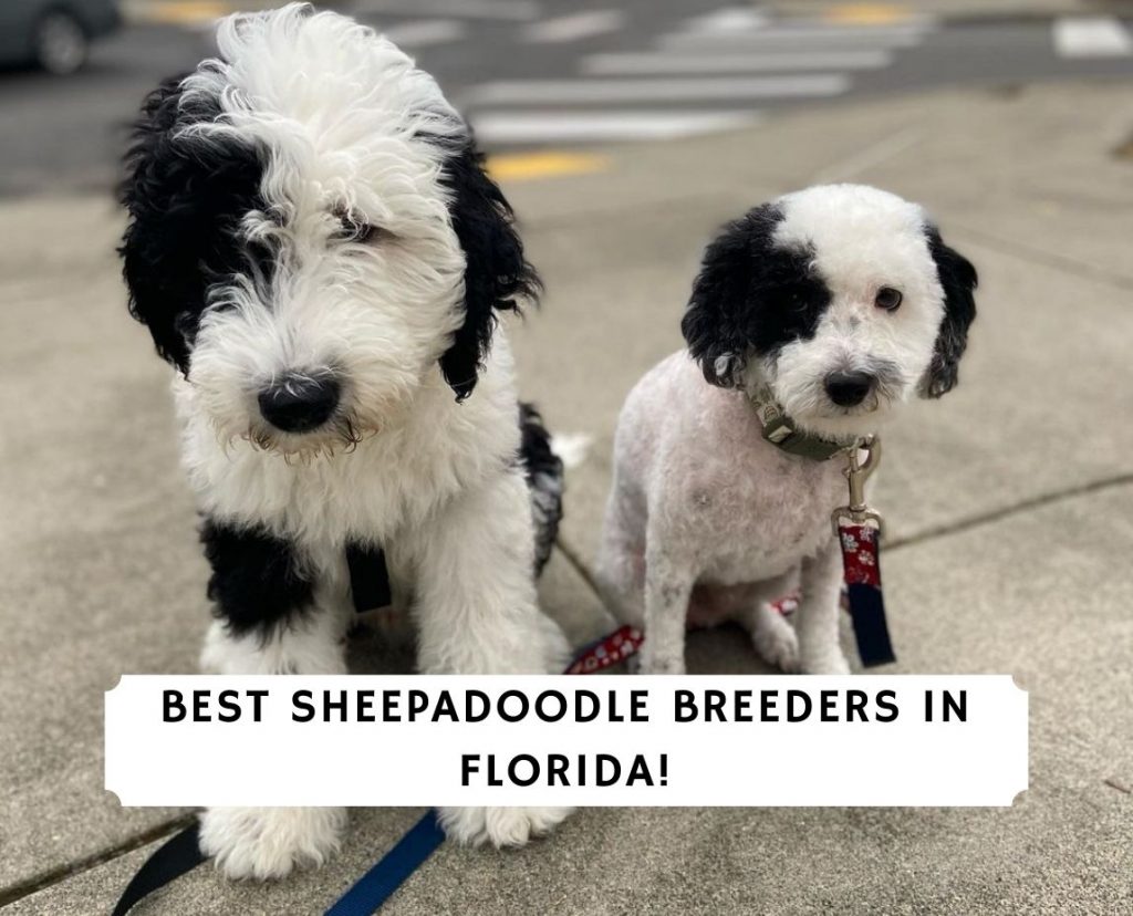 A Sweet Home for your Cute Seminole Sheepadoodles Puppy ~ Seminole Kennels