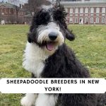 Sheepadoodle Breeders in New York