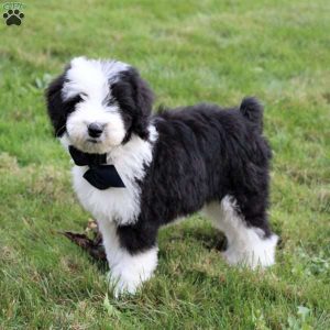 Sheepadoodle Breeders in New York