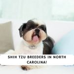 Shih tzu Breeders in North Carolina