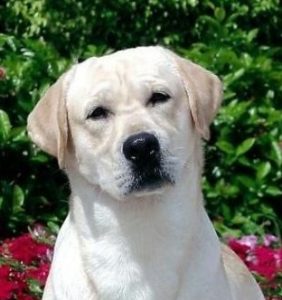 11 Best Labrador Breeders In Florida 2021 We Love Doodles