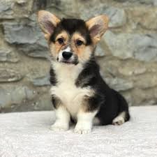 4 Best Corgi Breeders In Florida 2021 We Love Doodles