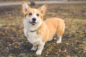 4 Best Corgi Breeders In Florida 2021 We Love Doodles