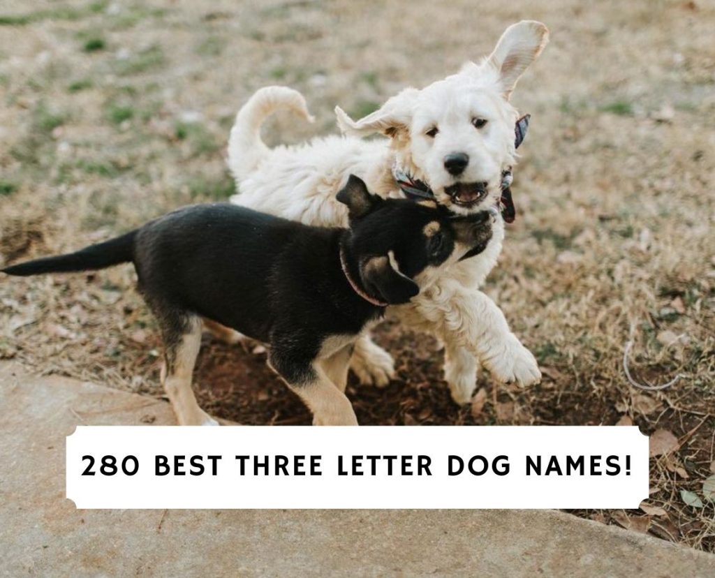 280 Best Three Letter Dog Names 21 We Love Doodles