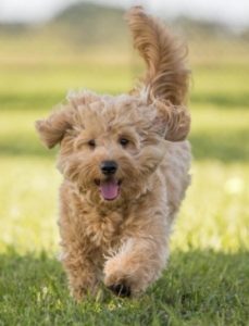 are goldendoodles easy to train