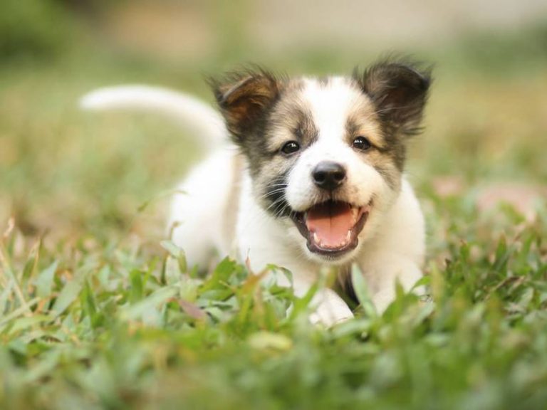 280 Best Three Letter Dog Names 2022 We Love Doodles