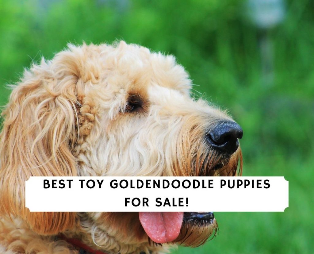 7 Best Toy Goldendoodle Puppies For Sale 2021 We Love Doodles