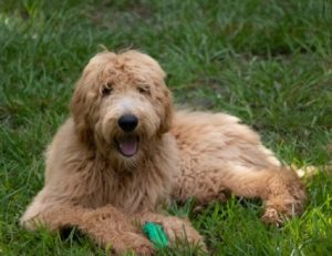 are goldendoodles easy to train