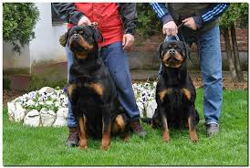 6 Best Rottweiler Breeders In North Carolina 2021 We Love Doodles