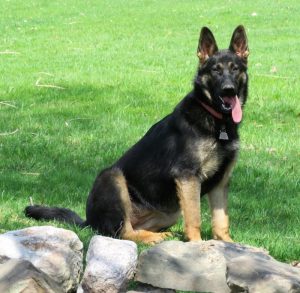 5 Best German Shepherd Breeders In New York 2021 We Love Doodles