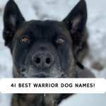 Warrior Dog Names