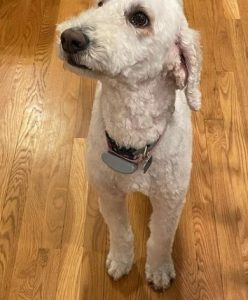 Best Whoodle Dog Breed Guide! (2024) - We Love Doodles