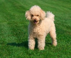 retired toy poodle for adoption