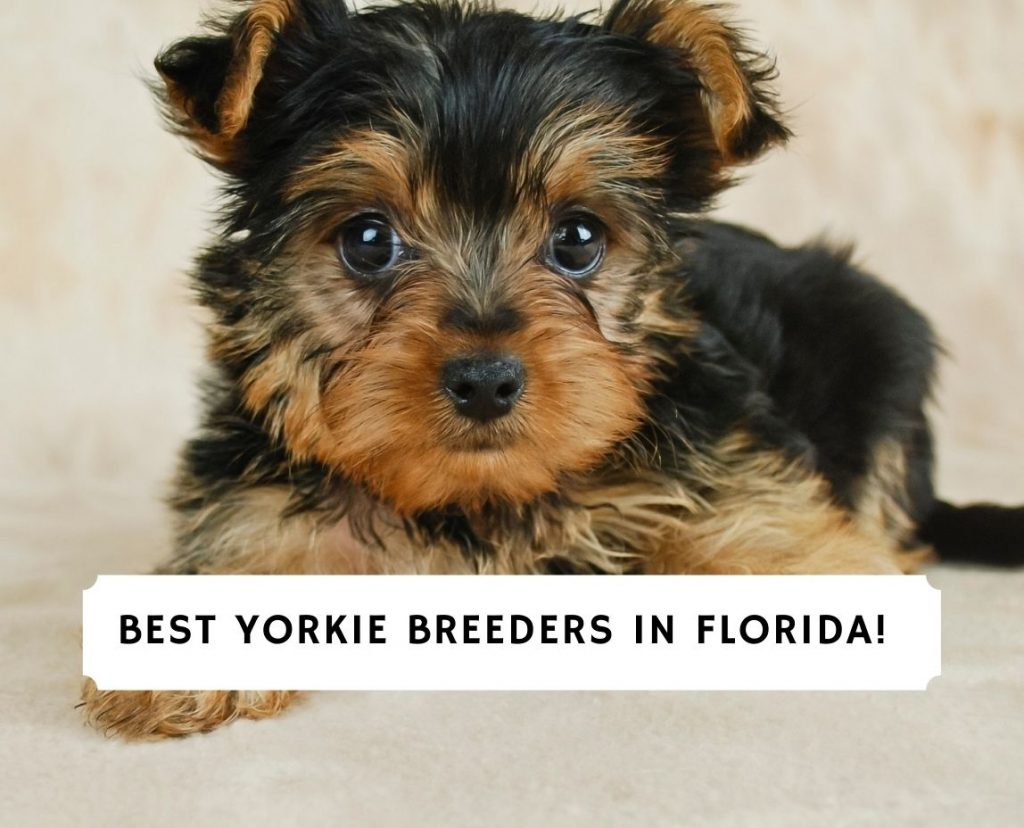 how much does it cost to have a yorkie