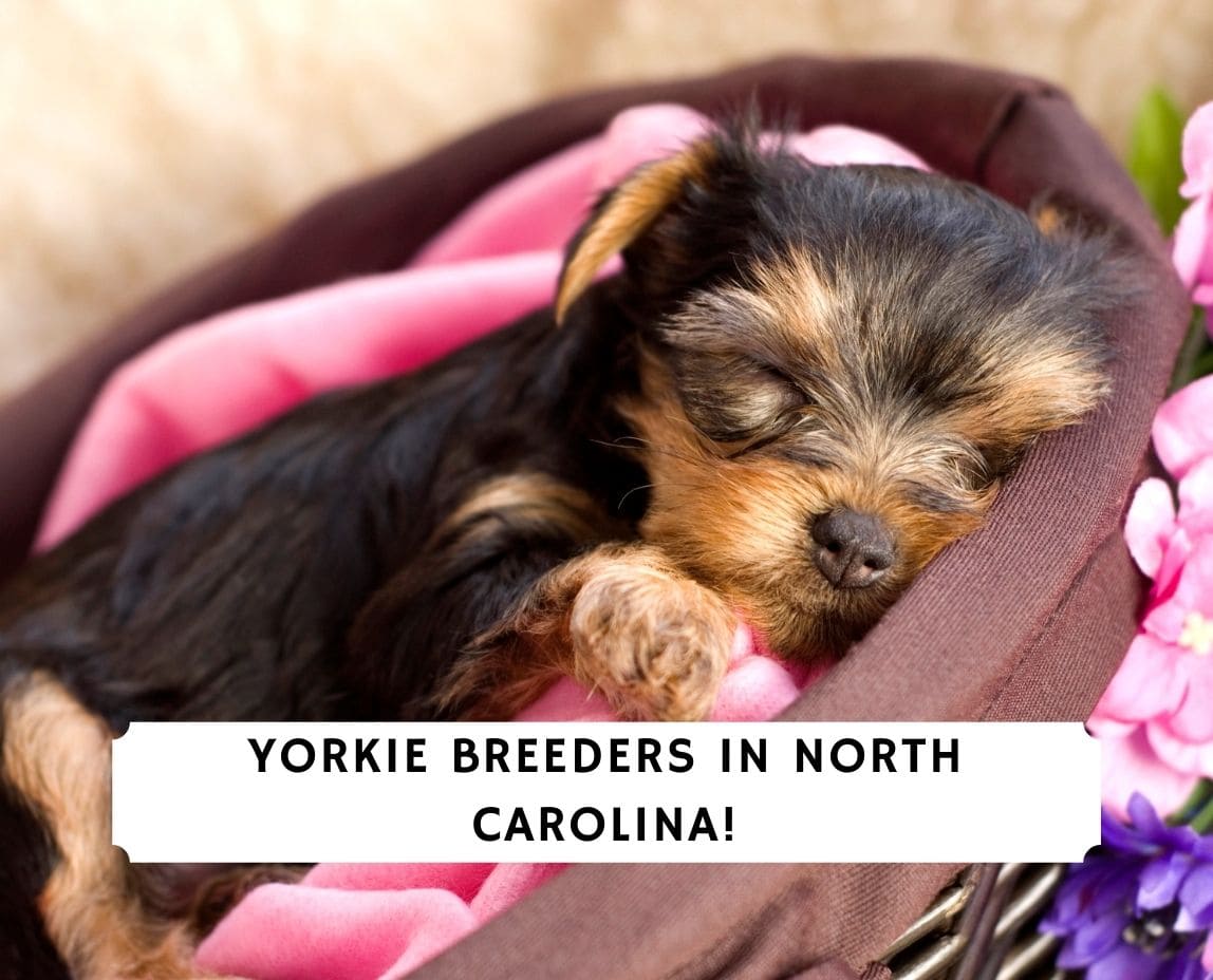 Yorkies for best sale sale nc