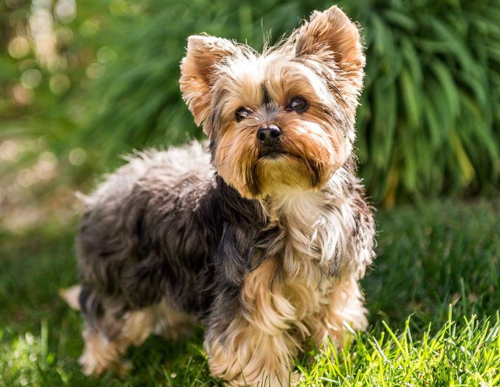 7 Best Yorkie Breeders In North Carolina!