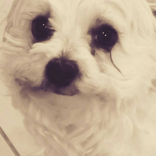 6 Best Dog Foods for Maltese Tear Stains! (2024) We Love Doodles