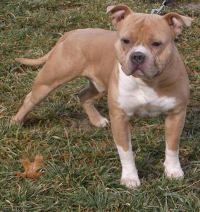 Pitbull Breeders in New York