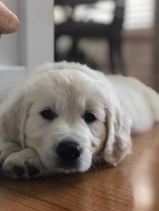 6 Best Golden Retriever Breeders In North Carolina 2021 We Love Doodles