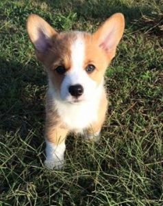 carolina north kennel toosweet corgi 2021 breeders nc