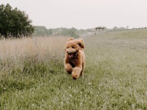 puppyspot miniature f2b goldendoodles