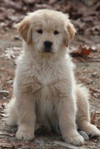 5 Best Golden Retriever Breeders In Massachusetts 2021 We Love Doodles