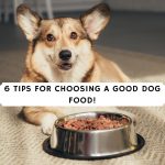 6 Tips for Choosing a Good Dog Food