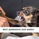 Aggressive Dog Names