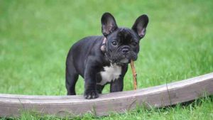 Boston Bulldog Appearance