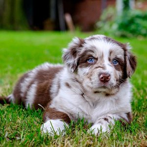 5 Best Australian Shepherd Breeders in Illinois! (2022) - Love Doodles