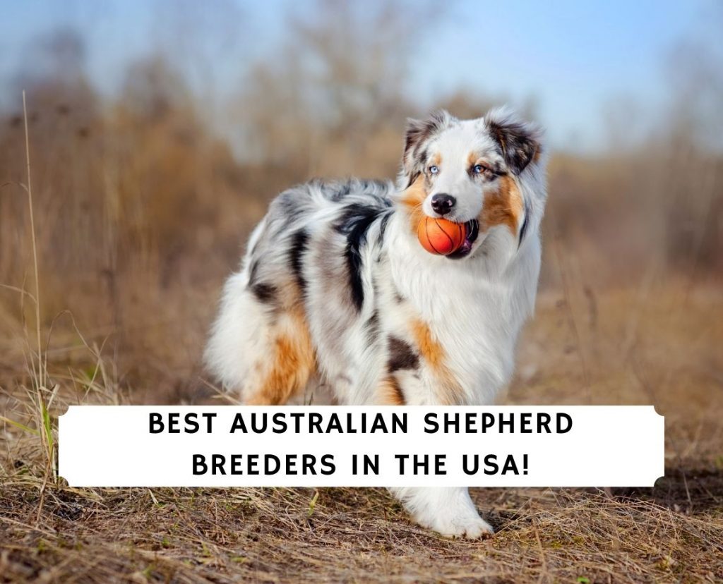 Best australian sale shepherd breeders