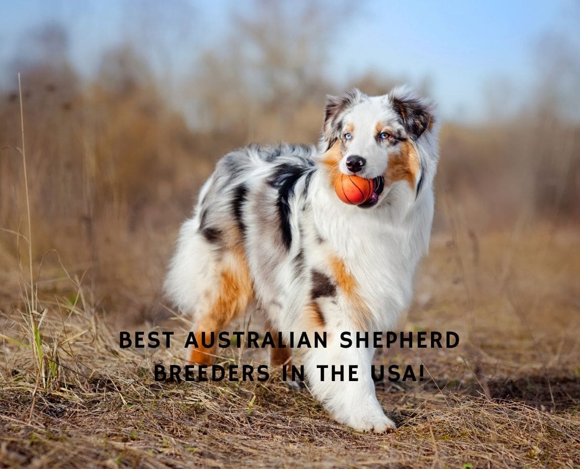 5 Best Australian Shepherd Breeders in the USA! (2023) We Love Doodles