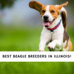 Beagle Breeders in Illinois