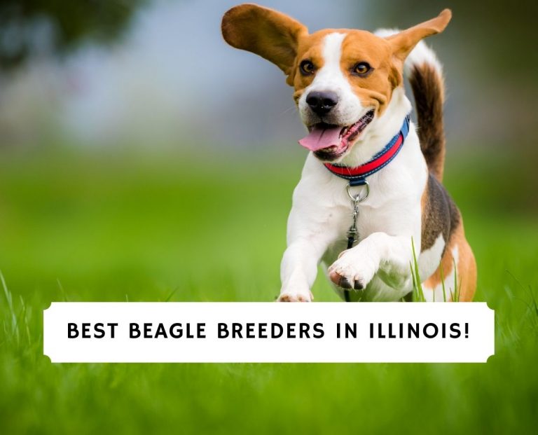 5 Best Beagle Breeders in Illinois!