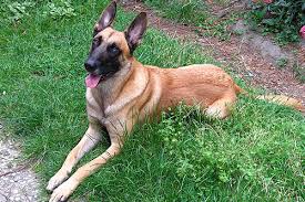 100 Best Belgian Malinois Dog Names! (2023) - We Love Doodles