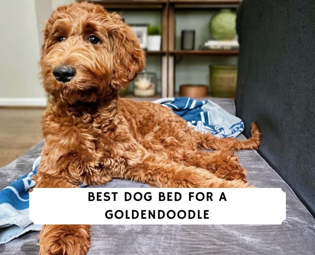 Best dog store beds for goldendoodles