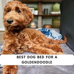 Best Dog Bed for a Goldendoodle